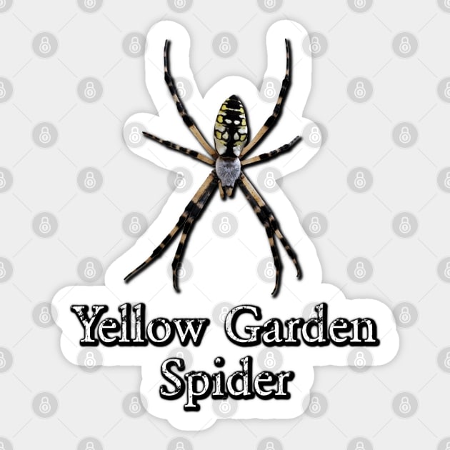 Yellow Garden Spider Sticker by Paul Prints